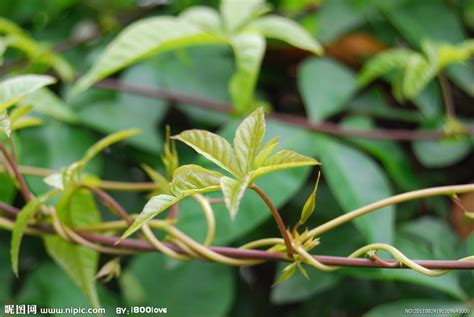 藤蔓植物種類|藤蔓（植物学名称）